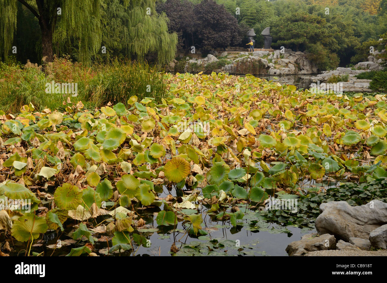 L'uomo praticare il tai chi alla fine di Lotus Lake in Zizhuyuan Purple Bamboo Park Pechino Repubblica Popolare Cinese Foto Stock