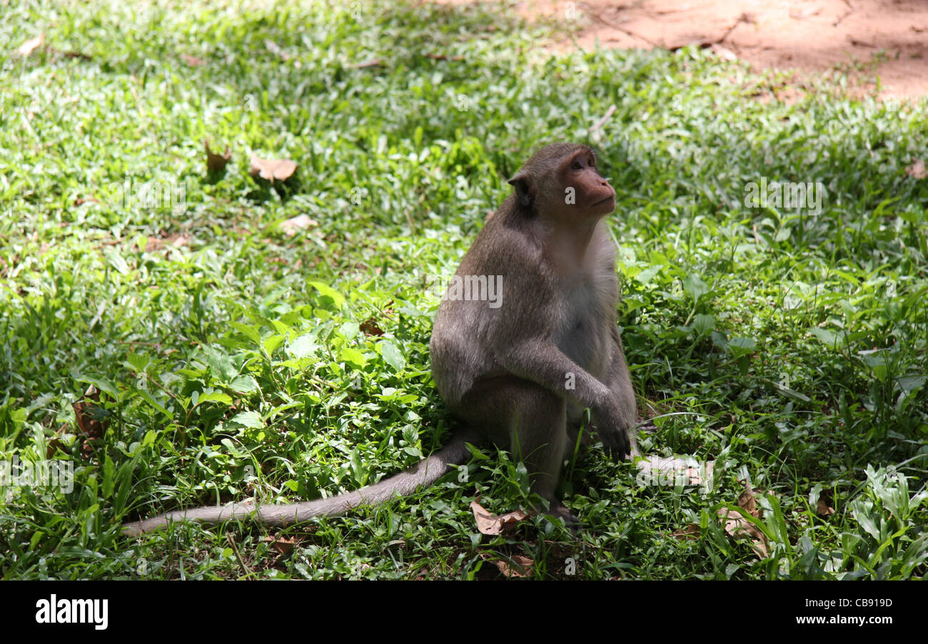 Monkey a Angkor Thom, Siem Reap, Cambogia Foto Stock
