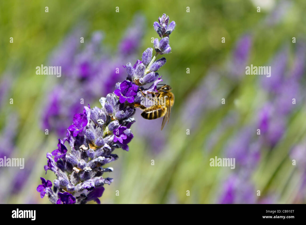Un singolo miele delle api che secernono nettare dal fiore di lavanda in un campo di Birmingham, UK. Foto Stock
