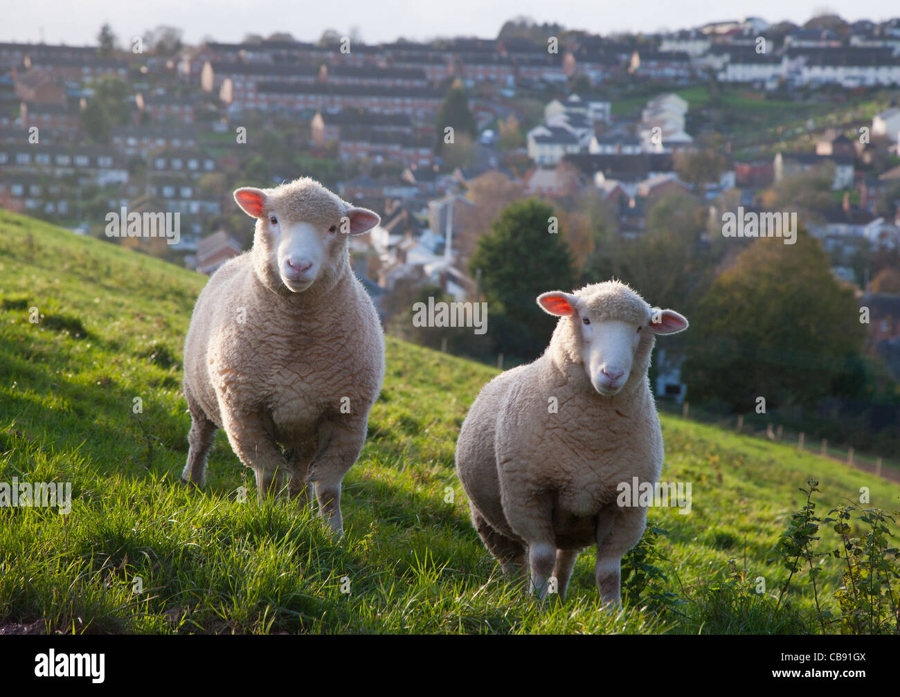 Pecora su una collina vicino al mid-devon città di Crediton, Devon, Inghilterra Foto Stock