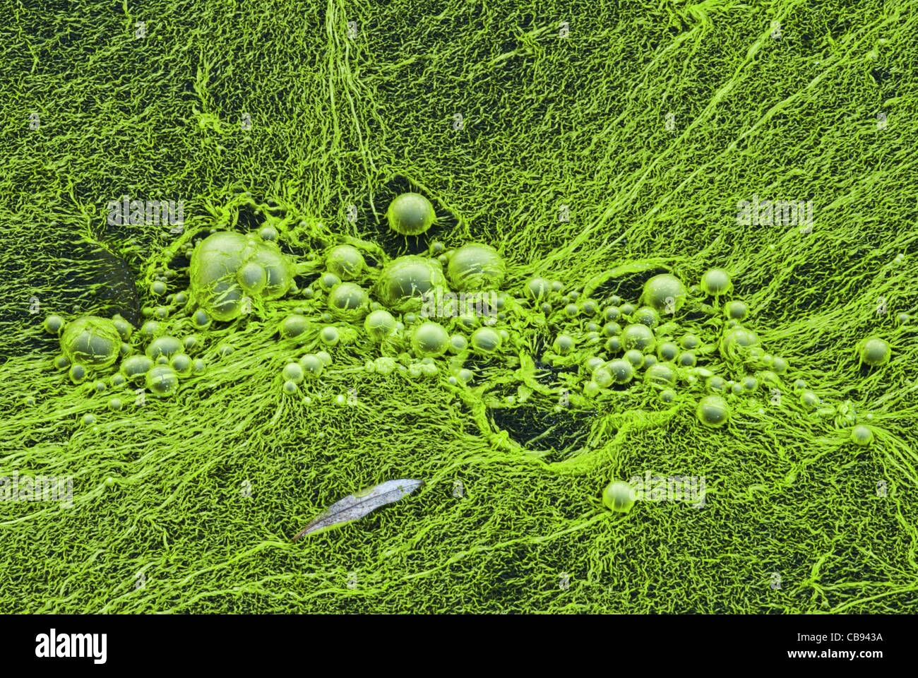 Le alghe del genere Nostoc (cianobatteri) coprire un fiume di acqua dolce. Primo piano dei filamenti gelatinosi e palline. Foto Stock