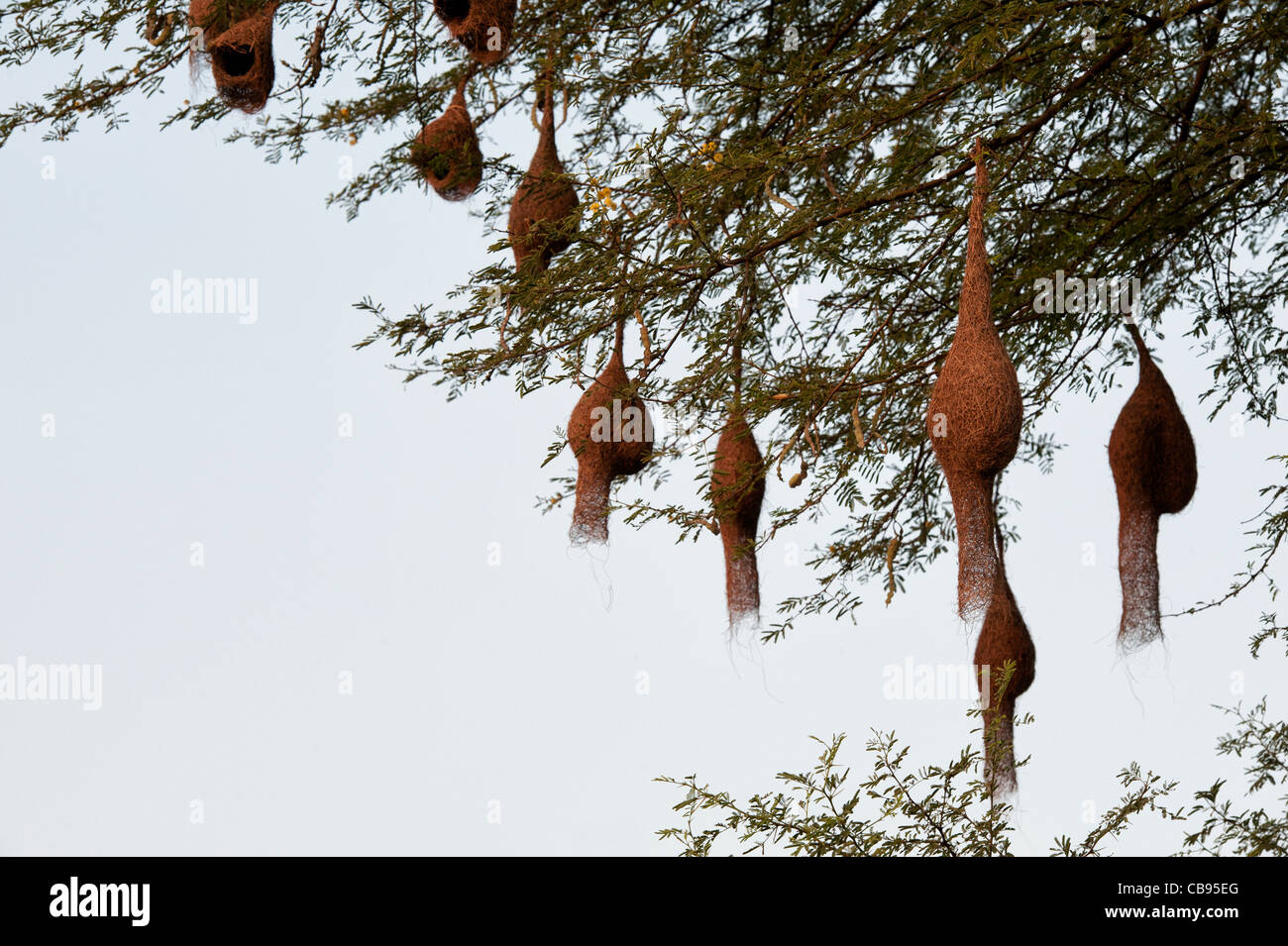 Ploceus philippinus . Baya Weaver nidi di uccelli in una struttura ad albero di tamarindo in Indian countyrside. Foto Stock