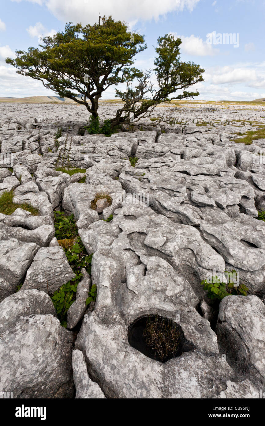 Cicatrici di bianco calcare marciapiede, Ingleborough, Yorkshire Dales, Inghilterra Foto Stock