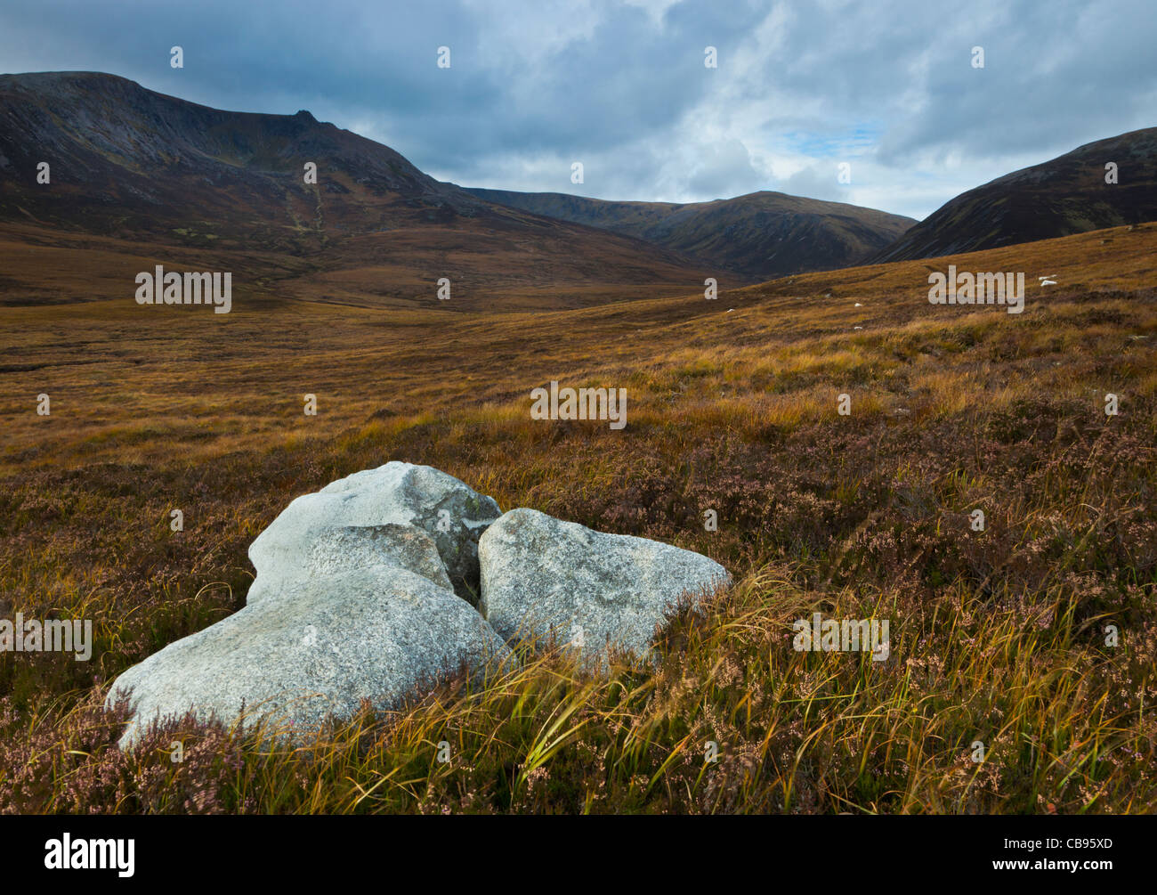 Cluster di granito bianco di massi in erba di cervi, Cairngorms, Scozia Foto Stock