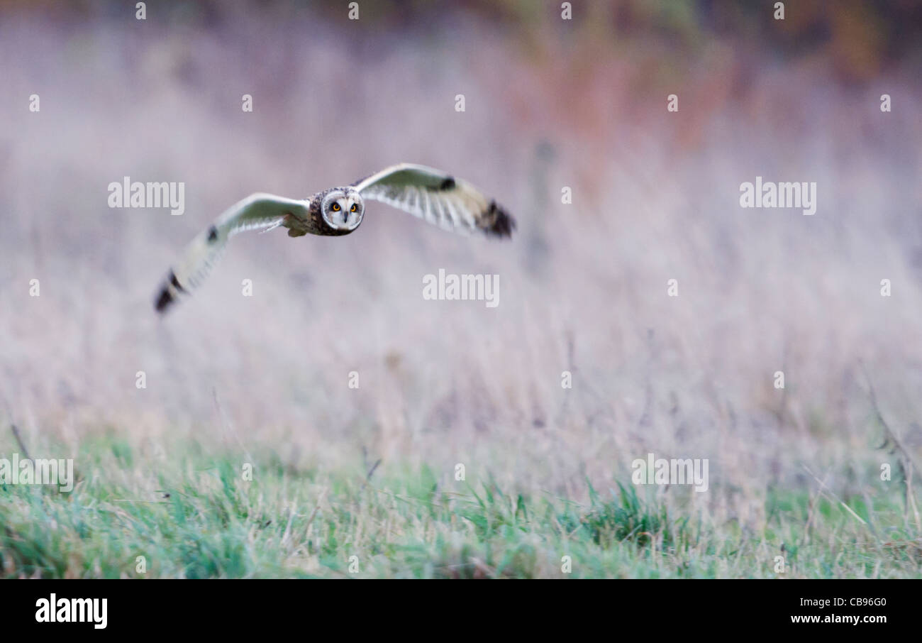 Wild Short Eared Owl caccia su terreni sconnessi praterie in Leicestershire Foto Stock