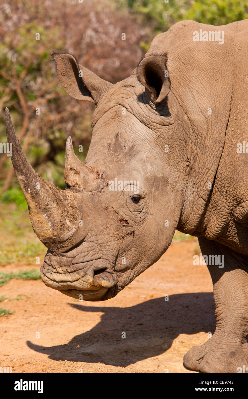 Rinoceronte bianco o piazza a labbro rinoceronte (Ceratotherium simum) Foto Stock