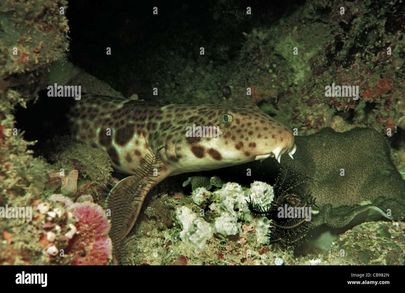 Triton epaulette shark, Henrys epaulette shark (Hemiscyllium henryi), al Coral reef, Lista rossa IUCN, Irian Jaya, Nuova Guinea, Indonesia Asia Foto Stock