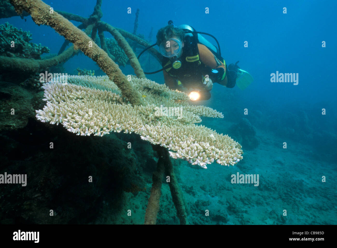 Scuba Diver, reef artificiale, bio-rock, a bassa tensione di alimentazione, coralli duri, metodo di migliorare la crescita di coralli e organismi acquatici, Pemuteran, Bali Foto Stock