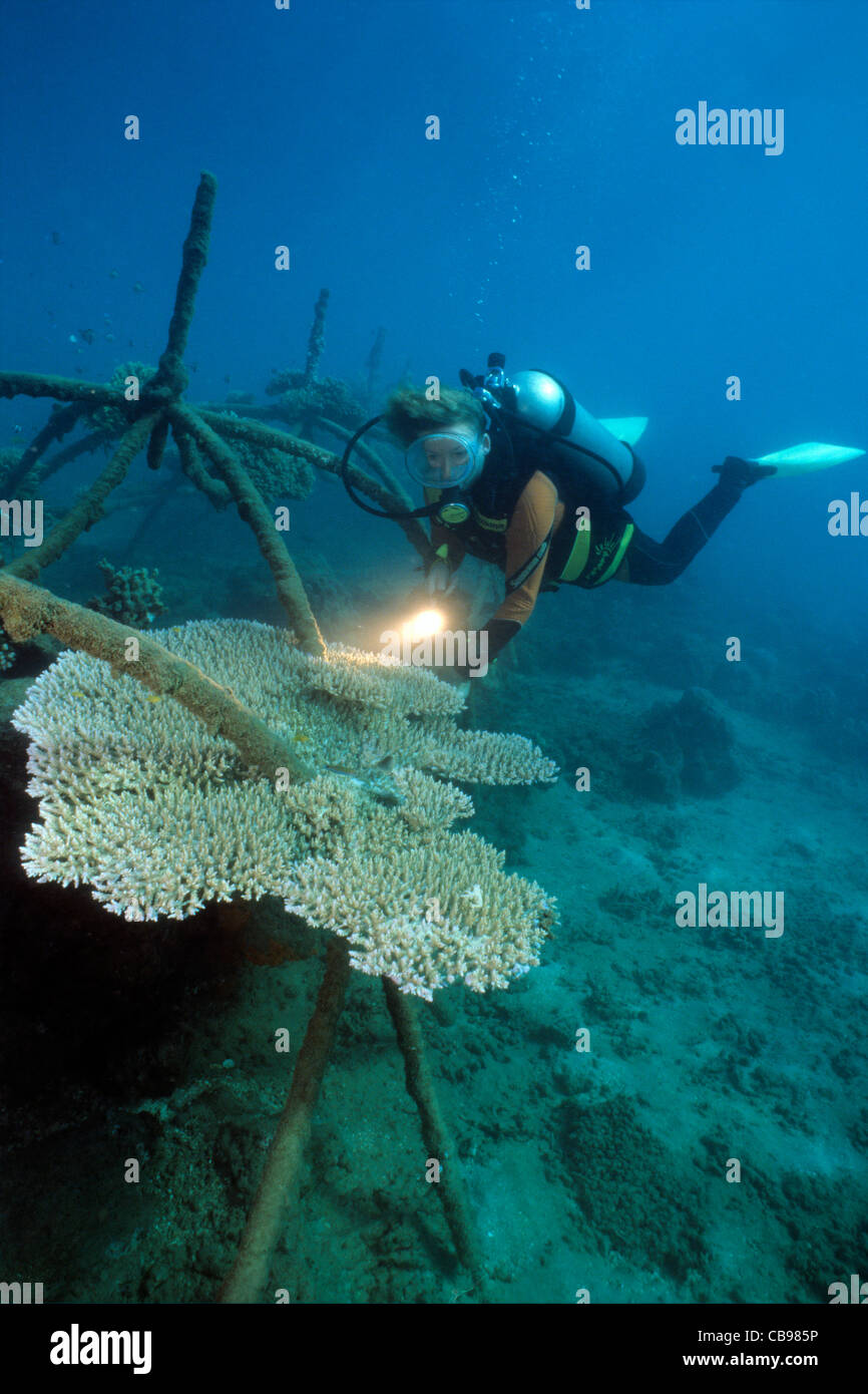 Scuba Diver, reef artificiale, bio-rock, a bassa tensione di alimentazione, coralli duri, metodo di migliorare la crescita di coralli e organismi acquatici, Pemuteran, Bali Foto Stock