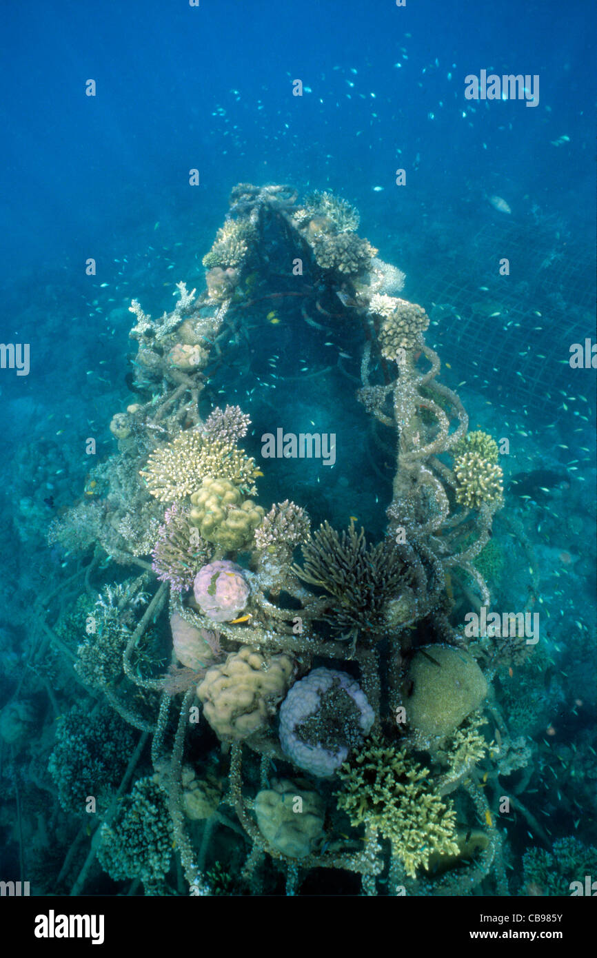 Reef artificiale, bio-rock, a bassa tensione di alimentazione, coralli duri, metodo di migliorare la crescita di coralli e organismi acquatici, Pemuteran, Bali, Indonesia Foto Stock