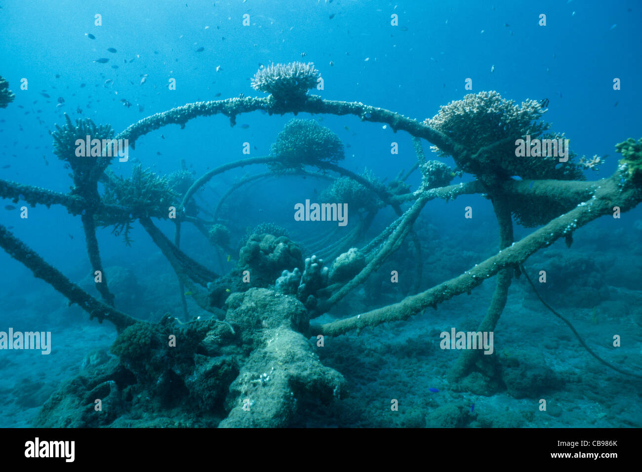 Reef artificiale, bio-rock, a bassa tensione di alimentazione, coralli duri, metodo di migliorare la crescita di coralli e organismi acquatici, Pemuteran, Bali, Indonesia Foto Stock