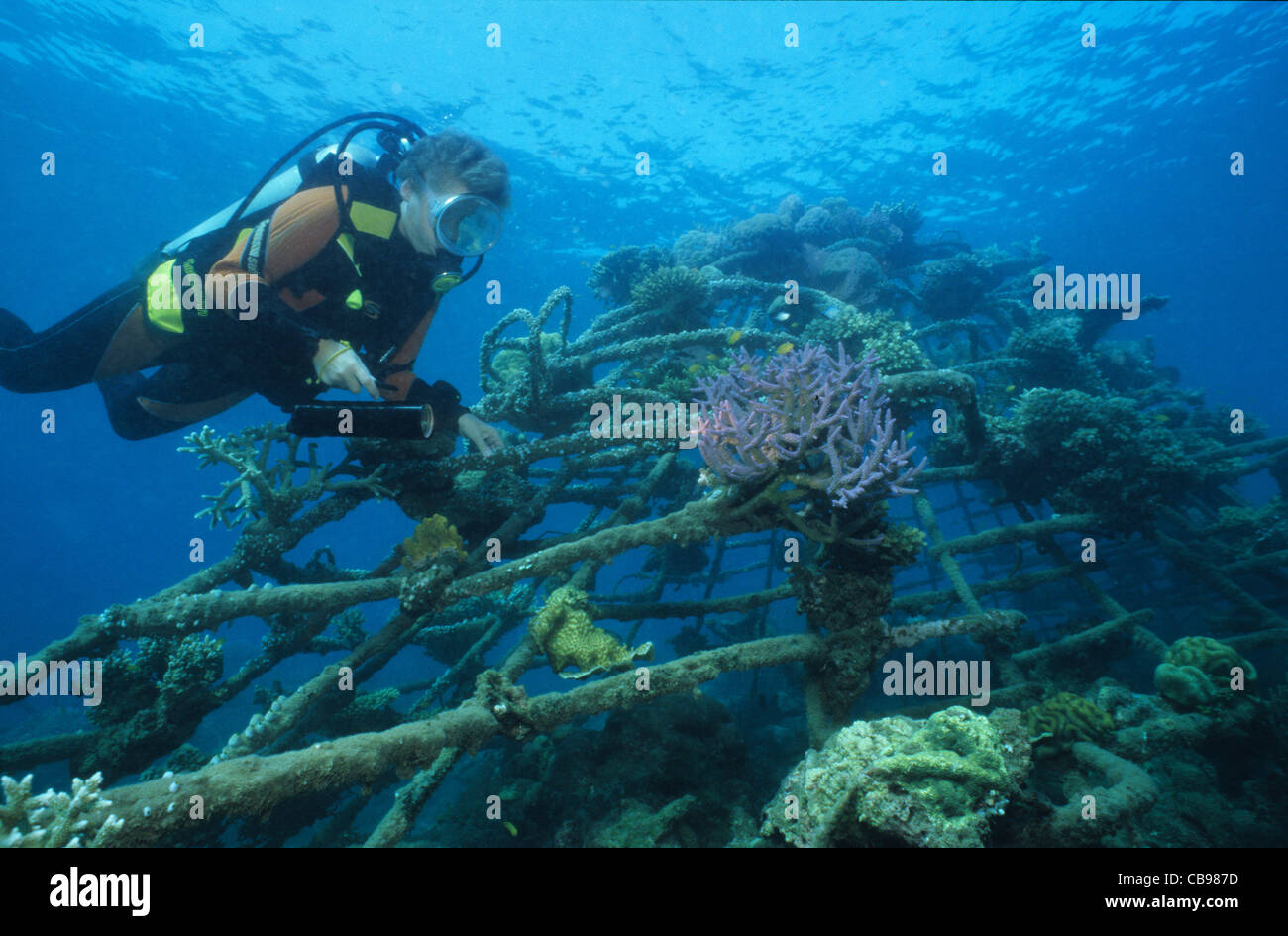 Scuba Diver, reef artificiale, bio-rock, a bassa tensione di alimentazione, coralli duri, metodo di migliorare la crescita di coralli e organismi acquatici, Pemuteran, Bali Foto Stock