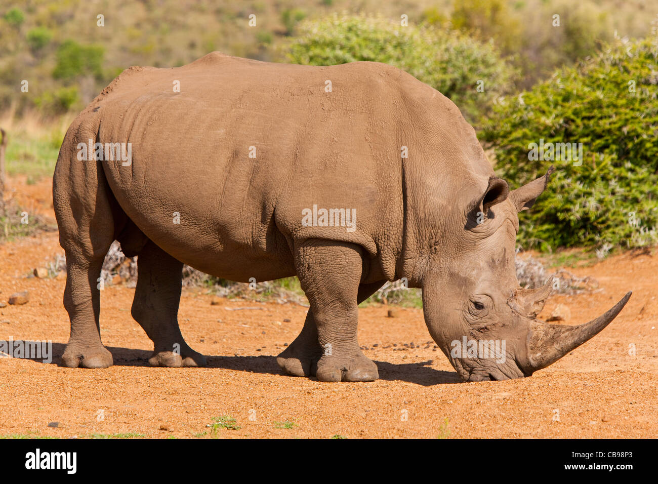 Rinoceronte bianco o piazza a labbro rinoceronte (Ceratotherium simum) Foto Stock