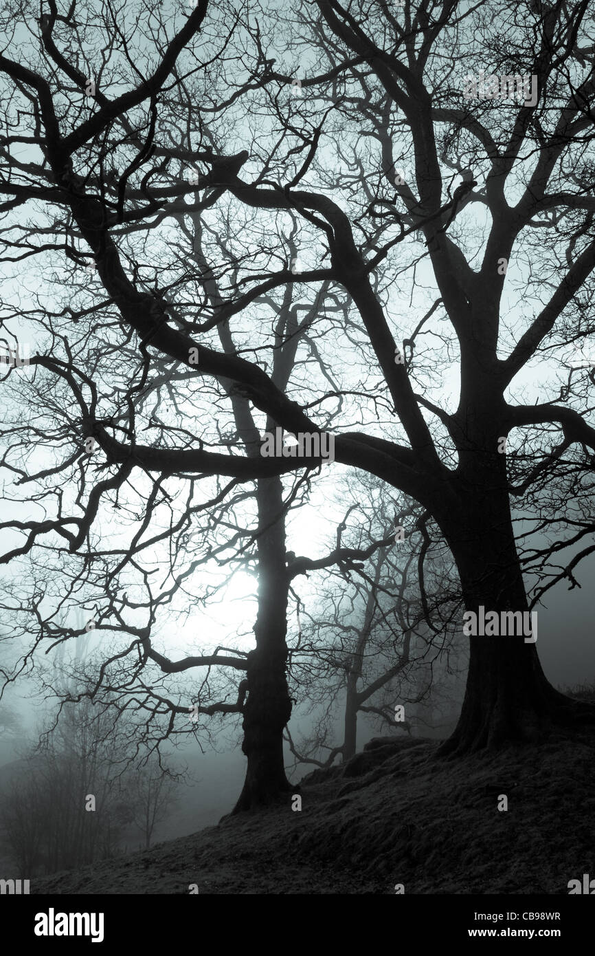 Spooky haunted moonlight forest Foto Stock