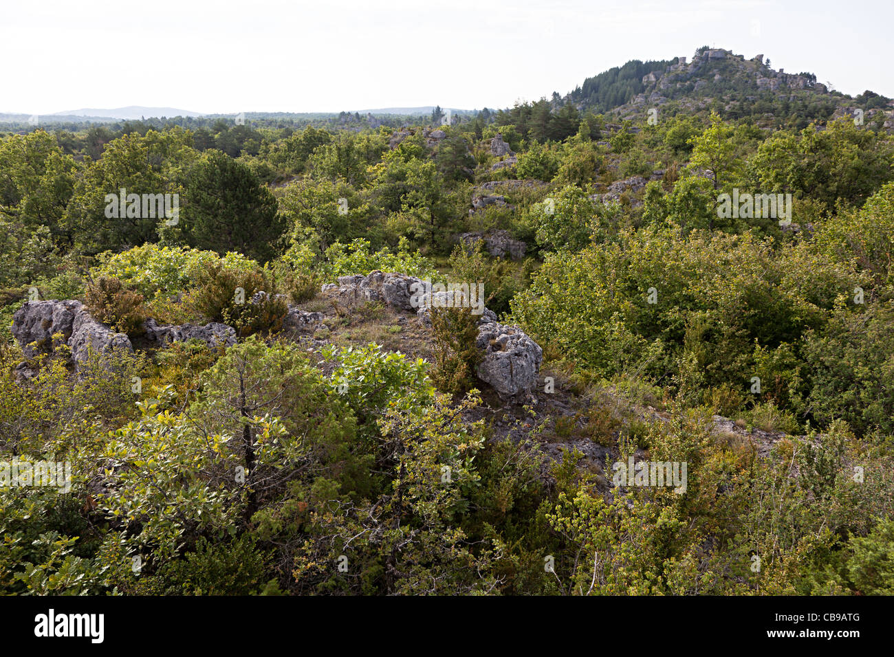 Causses calcare ricoperta con roverella e di altri tipi di vegetazione Herault languedoc Francia Foto Stock