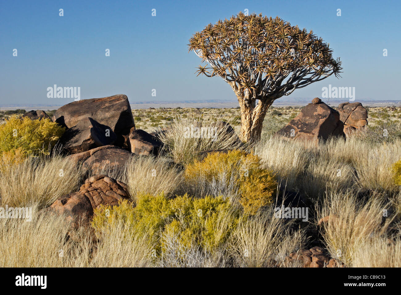 Quivertree forest a Garas Quiver Tree Park, Gariganus Farm, Namibia Foto Stock