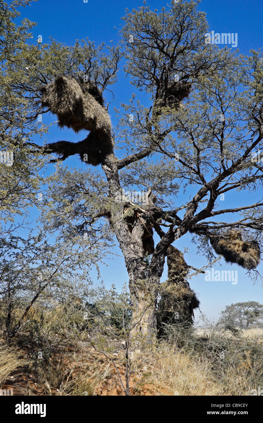 Socievole tessitori' nidi nella struttura ad albero, Namibia Foto Stock