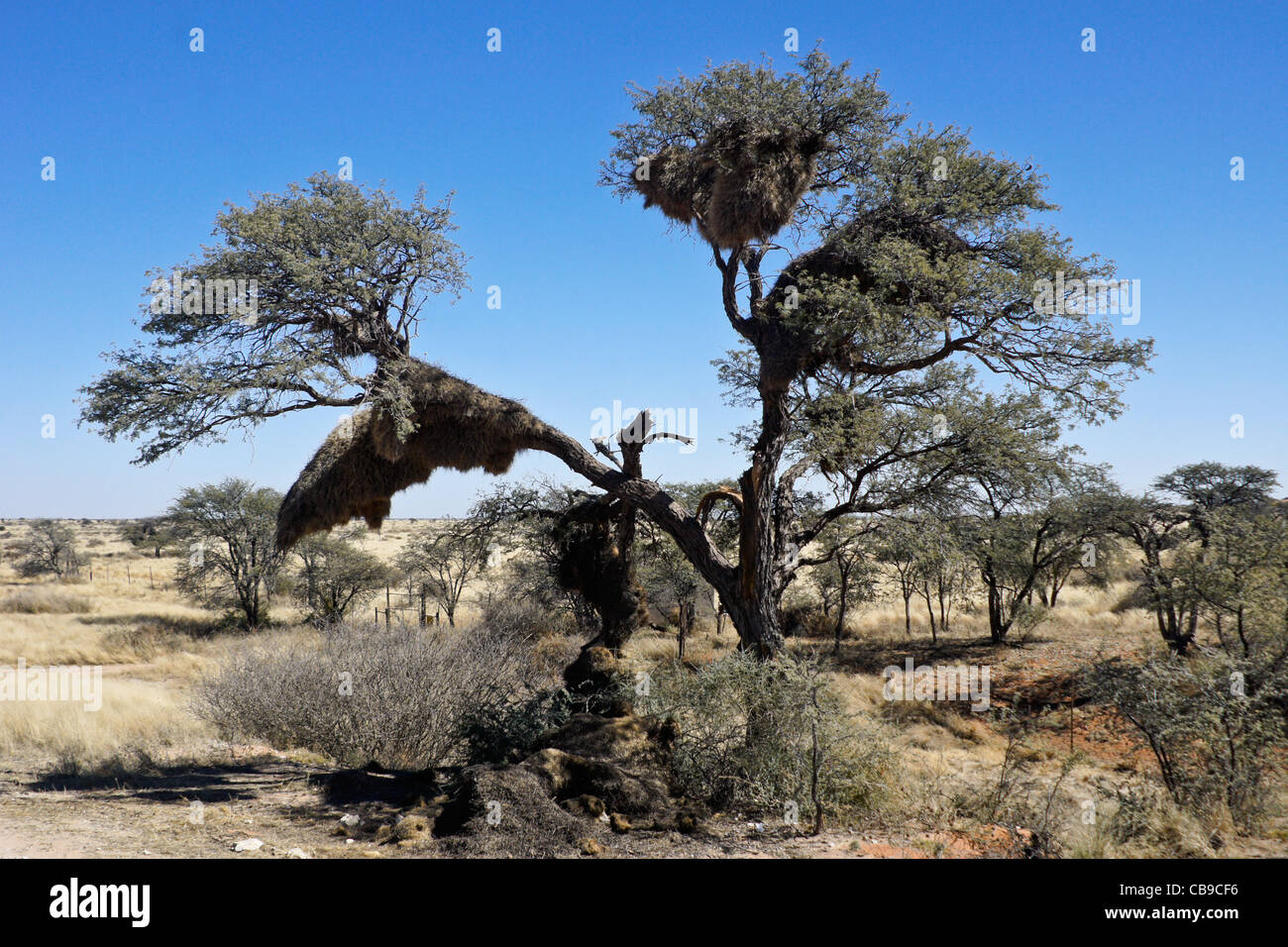 Socievole tessitori' nidi nella struttura ad albero, Namibia Foto Stock