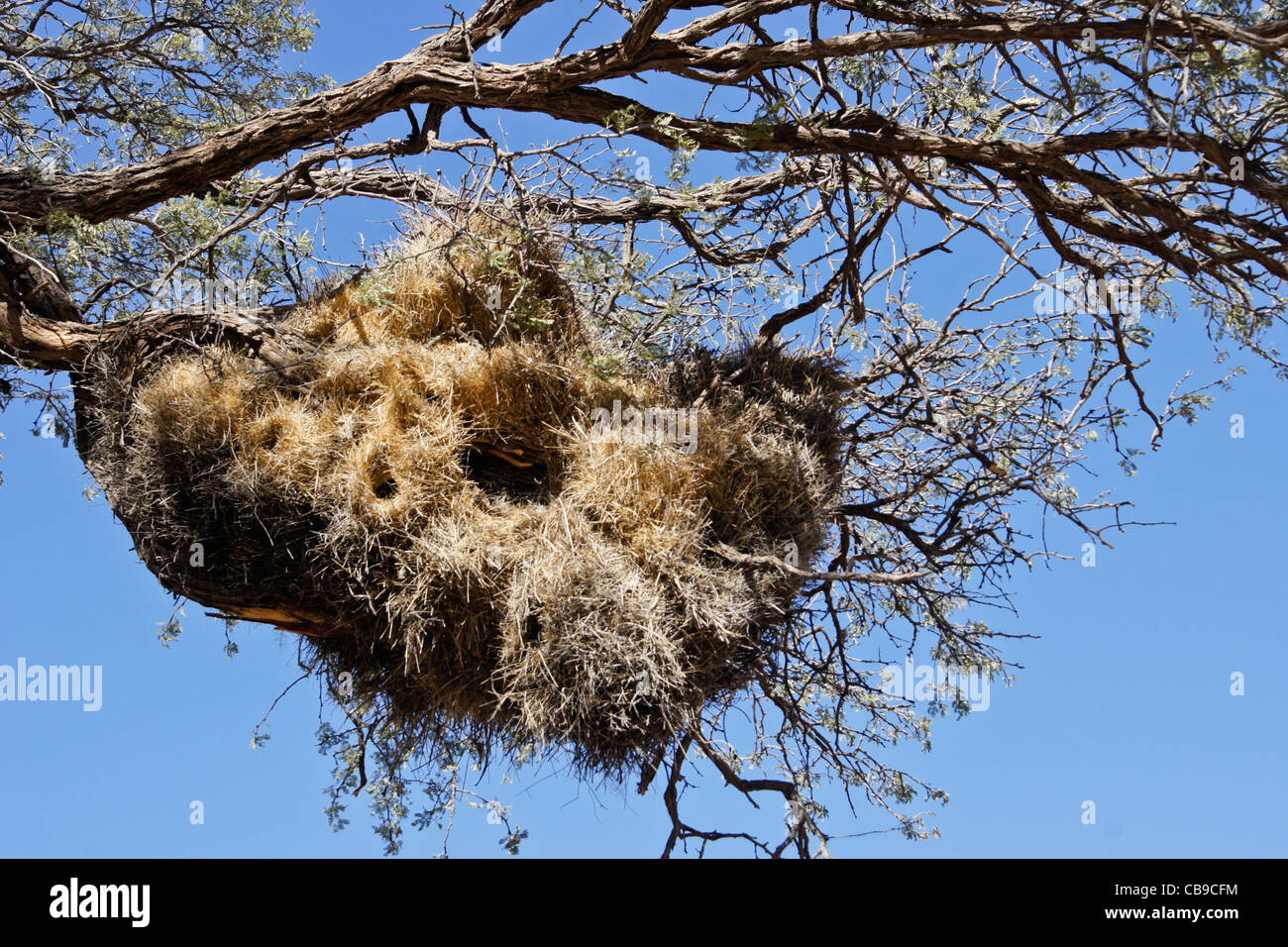 Socievole tessitori' nidi nella struttura ad albero, Namibia Foto Stock