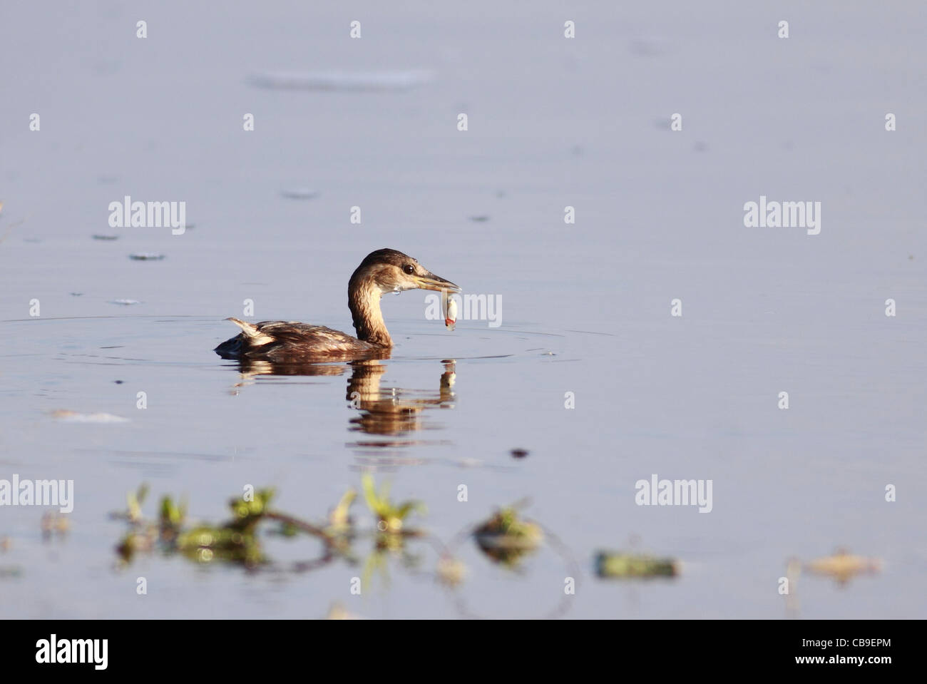 Tuffetto (Tachybaptus ruficollis) in uno stagno, fotografato in Israele nel mese di settembre Foto Stock