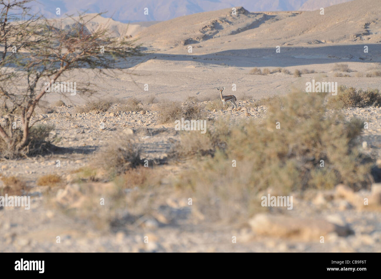 La gazzella Dorcas (Gazella dorcas), noto anche come Ariel gazzella fotografato in Israele, Aravah deserto nel settembre Israele Foto Stock