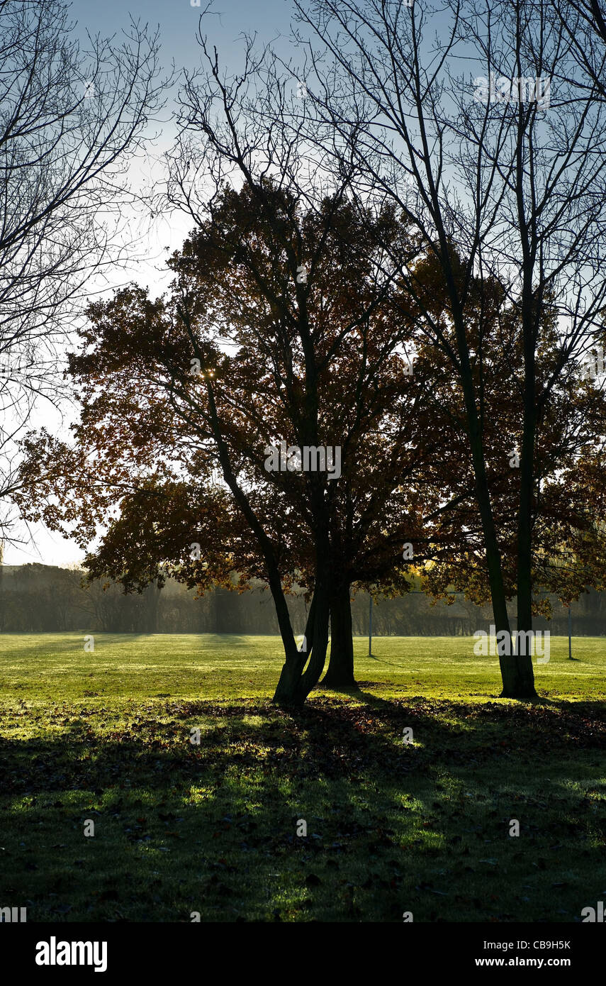 Alberi in Gloucester Park in Basildon Foto Stock