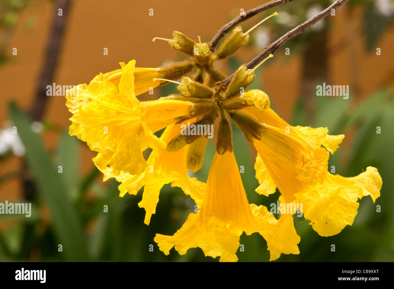 Tabebuia chrysotricha Golden tromba fiori ad albero Foto Stock