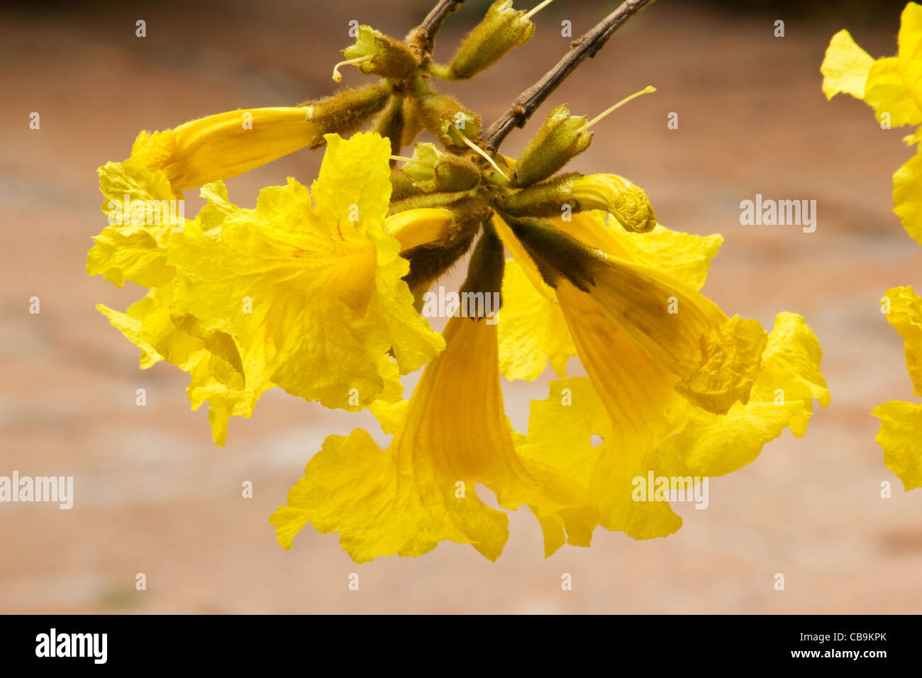 Tabebuia chrysotricha Golden tromba fiori ad albero Foto Stock