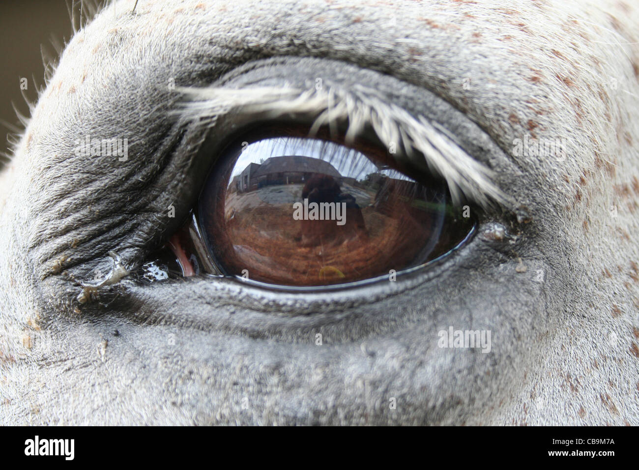 Immagine di un cavallo grigio con gli occhi con una riflessione Foto Stock