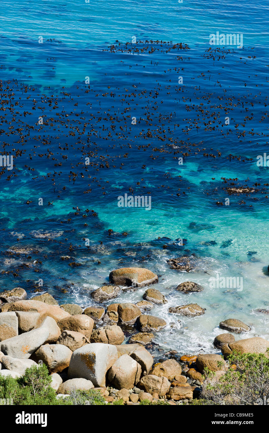 Kelp, marrone con alghe marine, Table Mountain National Park Area Marina protetta a sud di Città del Capo Sud Africa Foto Stock