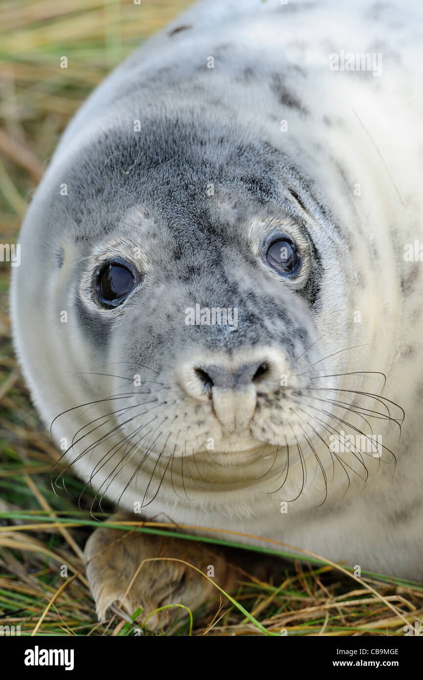 Ritratto di un giovane di colore grigio di cucciolo di tenuta Foto Stock