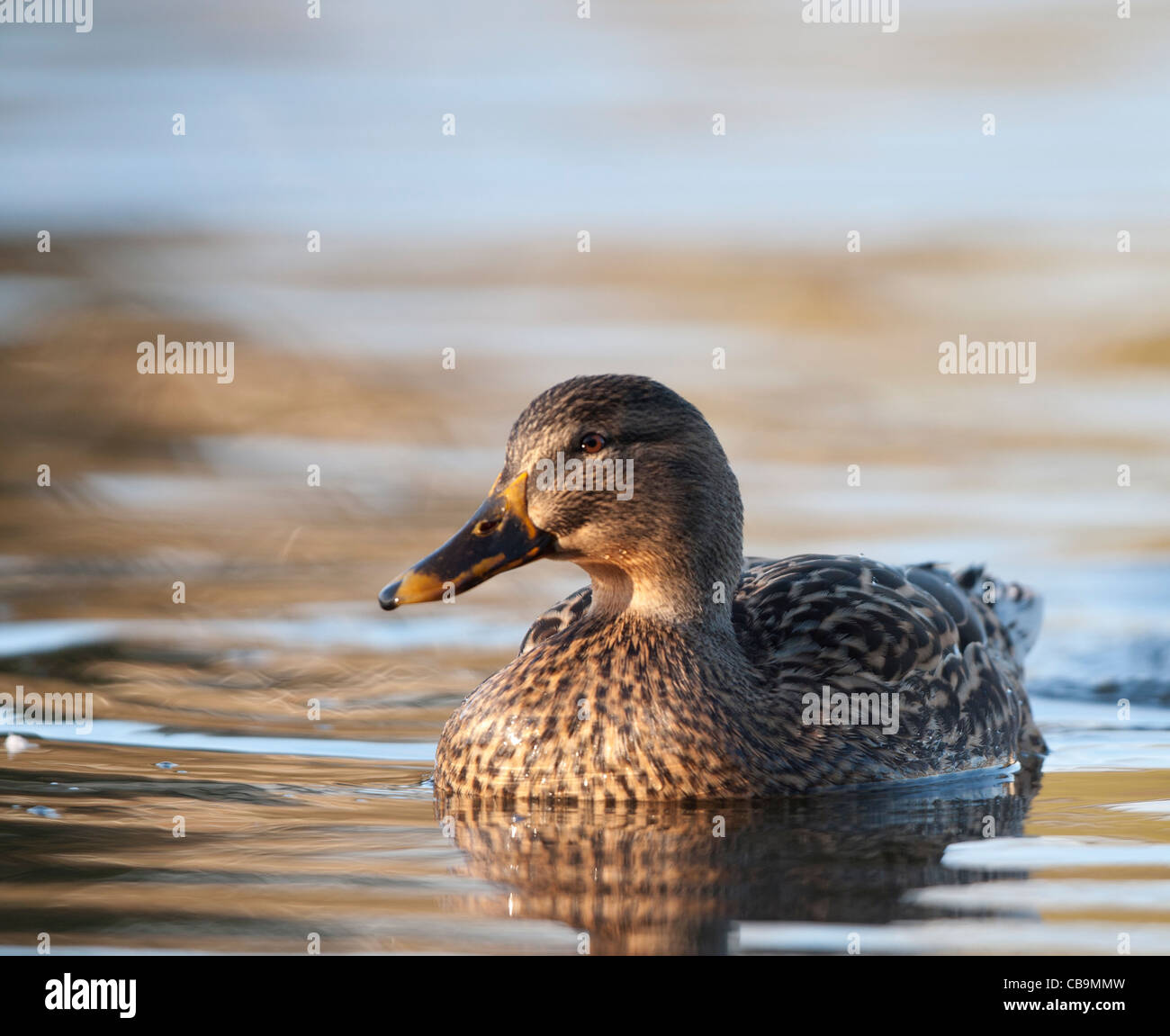 Germano reale Foto Stock