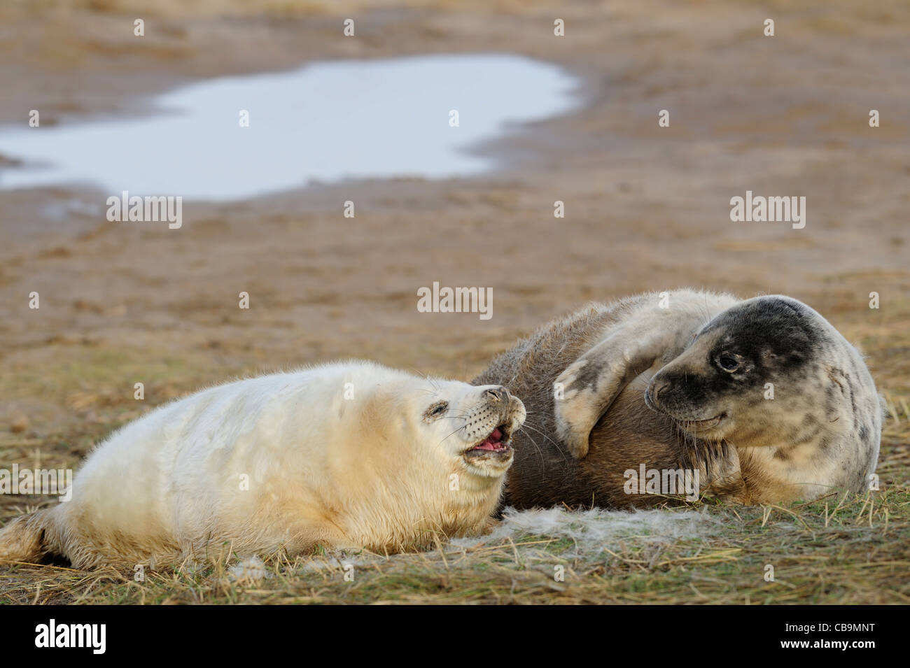 Due giovani grigio cuccioli di foca giacente insieme Foto Stock