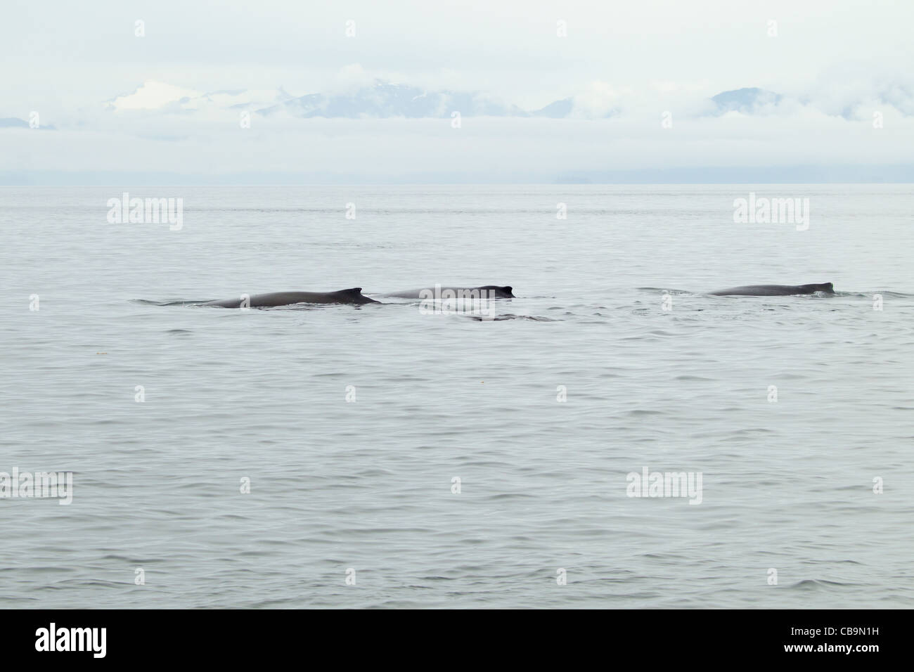 Astrazione delle balene megattere nuoto, Federico Suono, Alaska Foto Stock