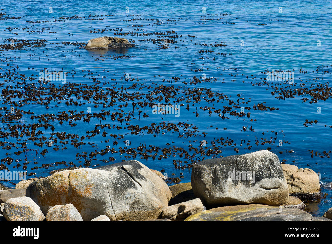 Kelp, marrone con alghe marine, Table Mountain National Park Area Marina protetta a sud di Città del Capo Sud Africa Foto Stock