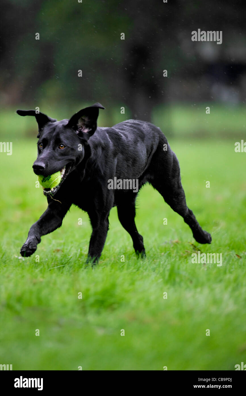 Il Labrador nero (Canis lupus familiaris) il cane correre e giocare con la palla da tennis in giardino Foto Stock