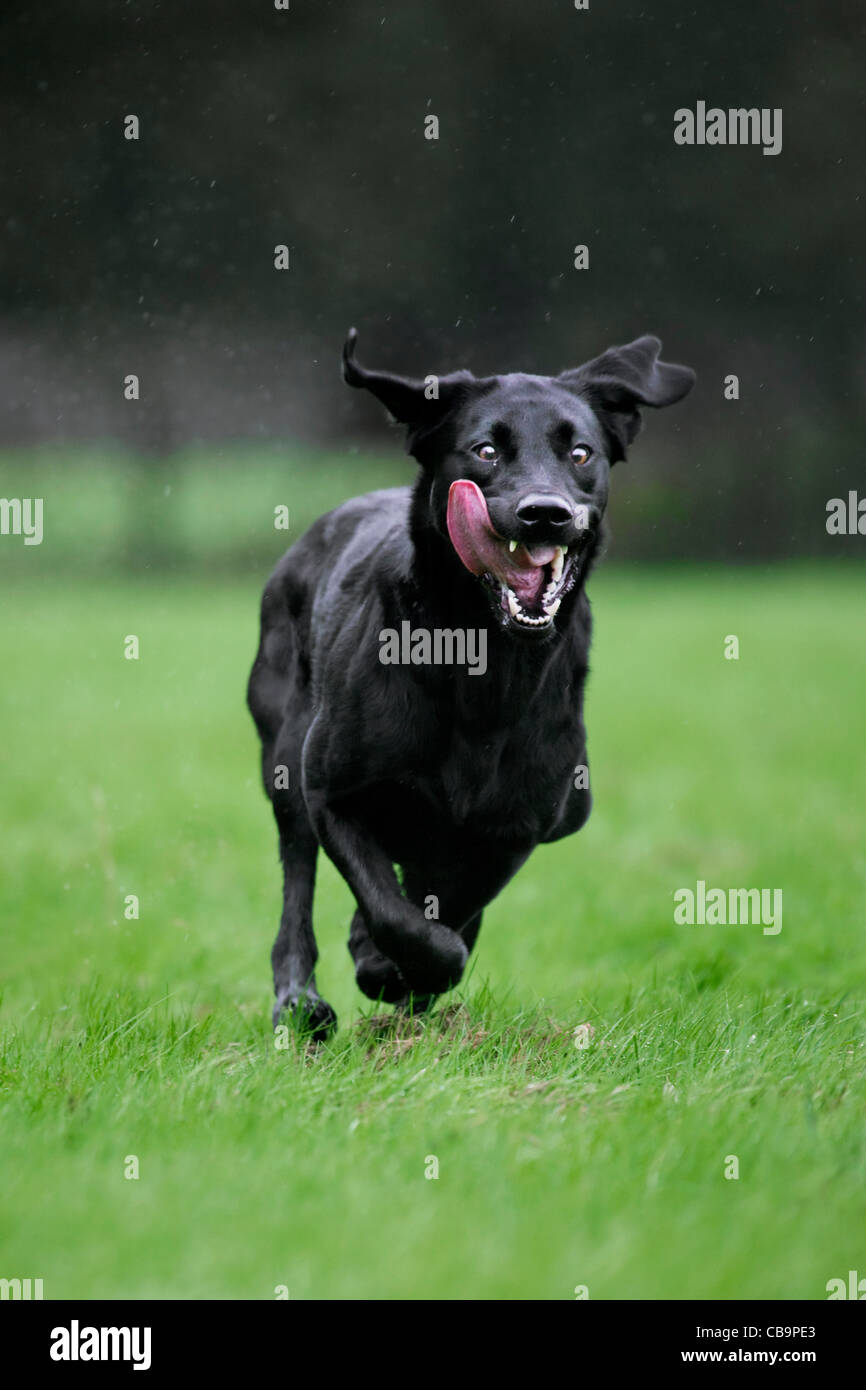 Il Labrador nero (Canis lupus familiaris) il cane correre e giocare in giardino sotto la pioggia Foto Stock