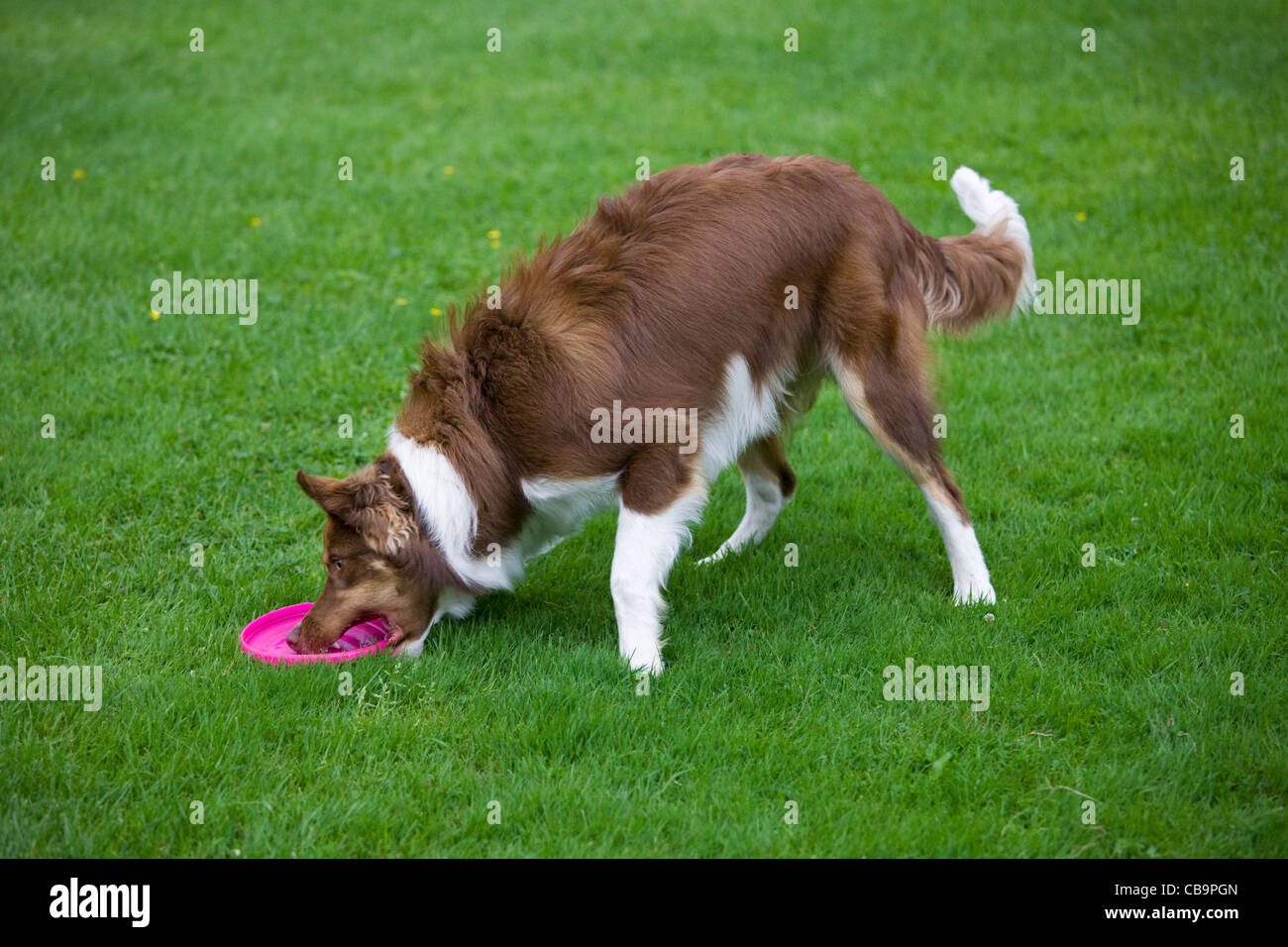 Border Collie (Canis lupus familiaris) recupero di Frisbee in giardino Foto Stock