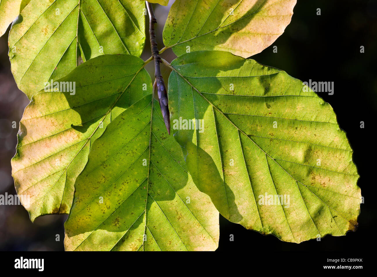 Europea di faggio (Fagus sylvatica) le foglie in autunno, Belgio Foto Stock