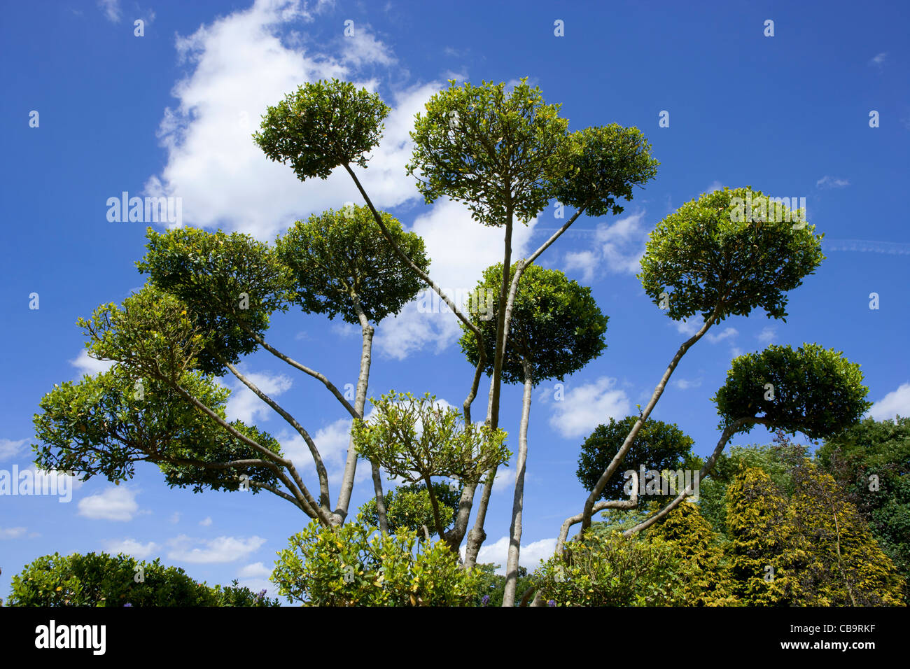 Struttura cloud con sky, Ilex crenata, Giapponese Holly Topiaria da. Questo è giapponese Holly che è stato sagomato in Cloud Topiaria da alberi. Foto Stock