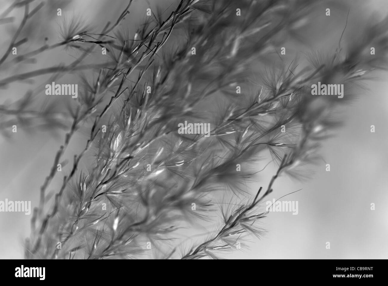 Monocromatico Digitally Enhanced immagine della pampa semi d'Erba Foto Stock