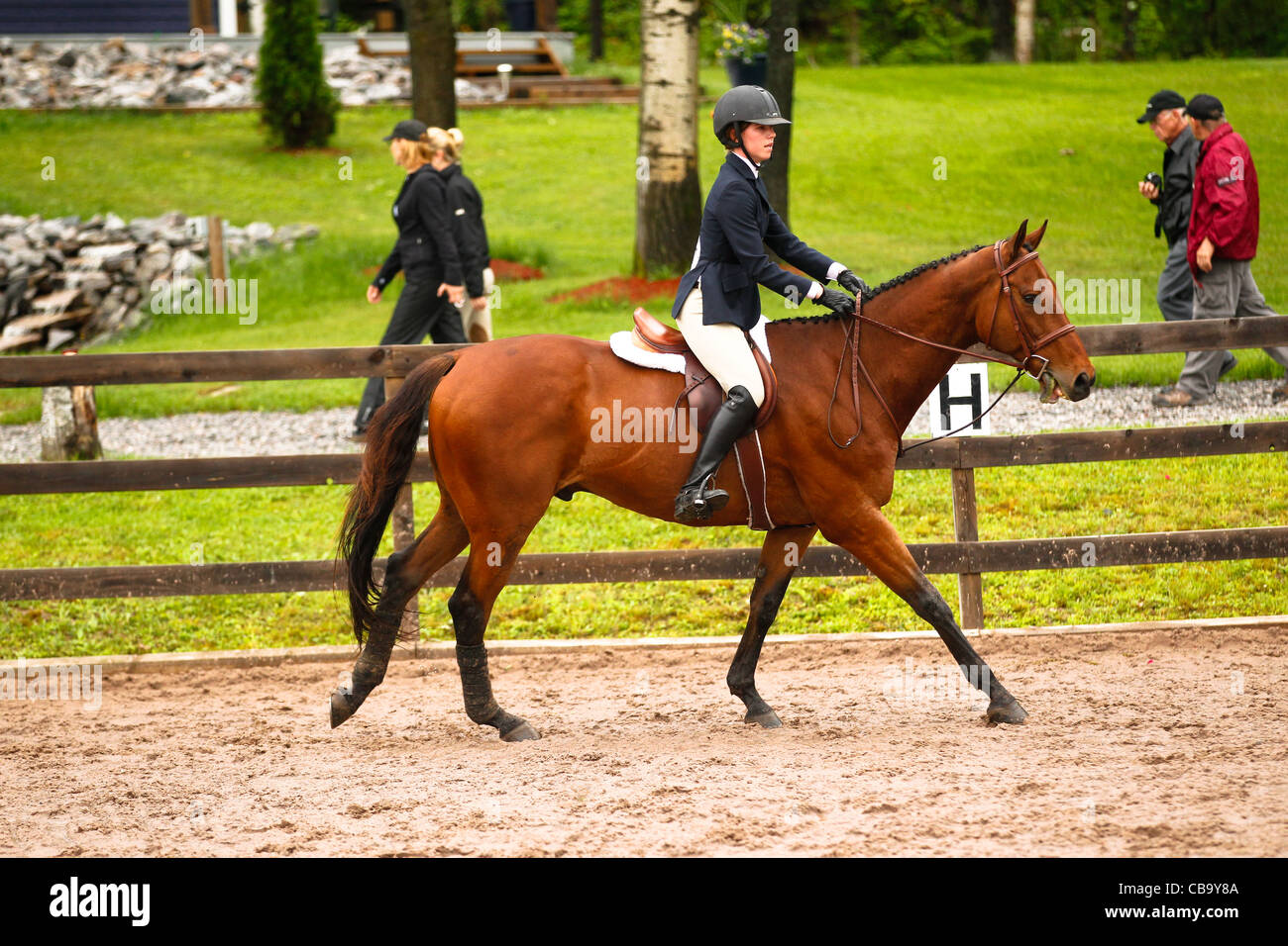 Bay cantering cavallo Foto Stock