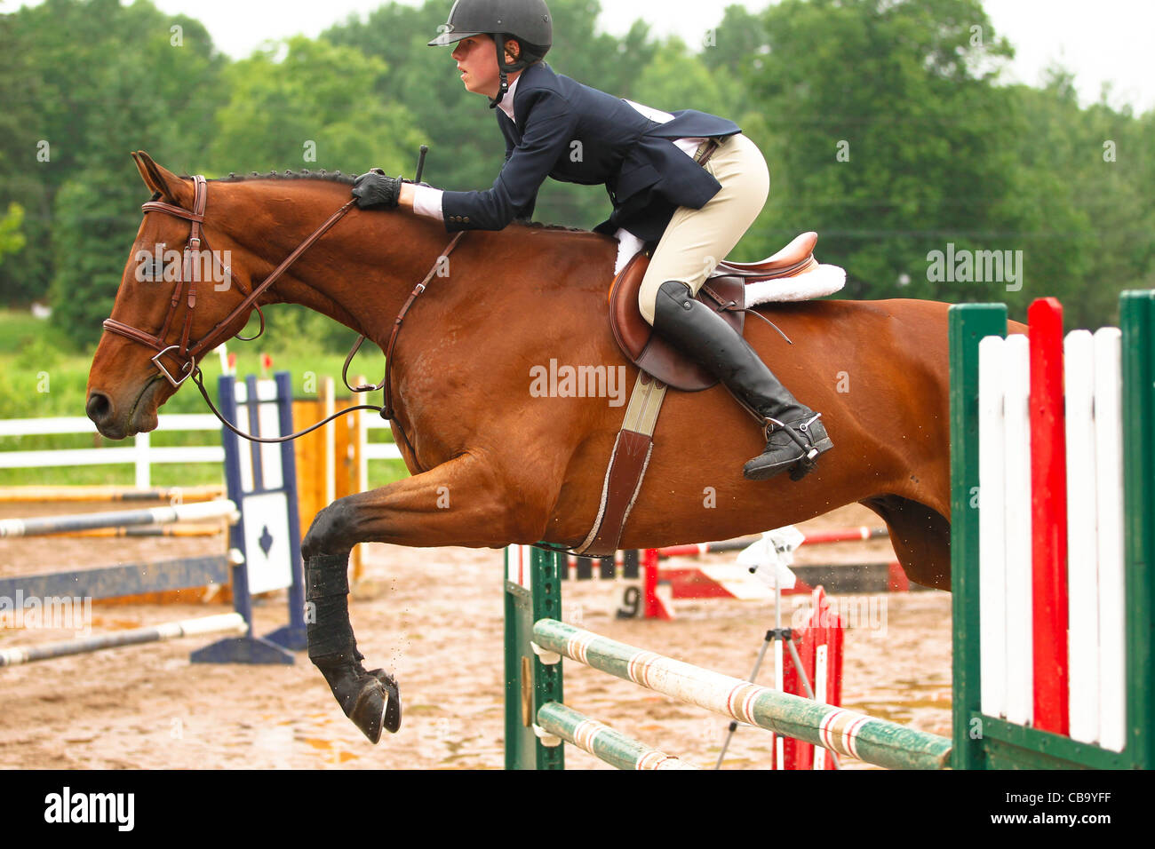 Bay horse jumping recinzione Foto Stock