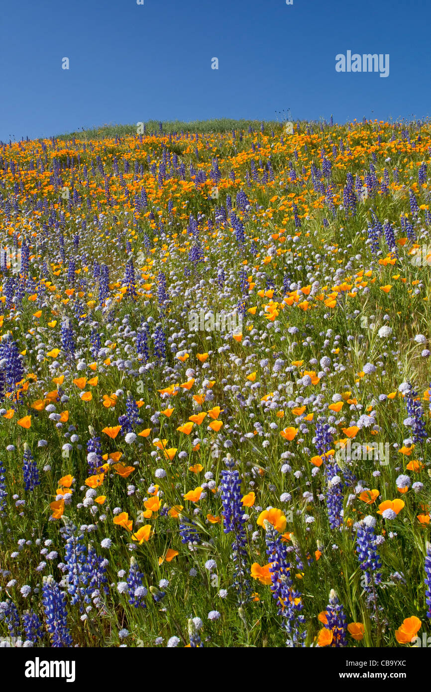 Campo di papaveri della California e di lupino situato nell'Antelope Valley California Poppy Reserve Foto Stock