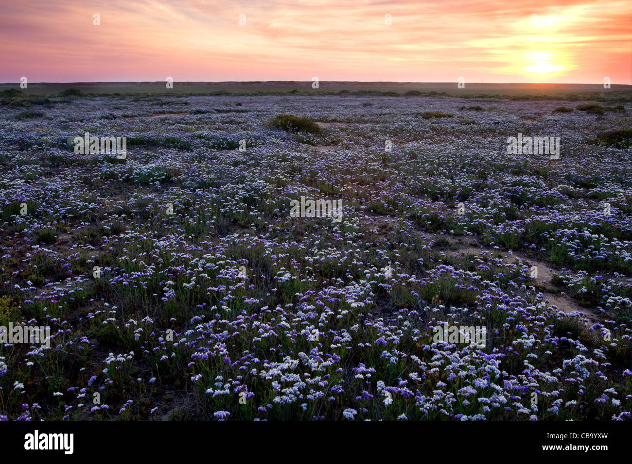 Fiori Selvatici in fiore al tramonto vicino a Tijuana, Messico. Foto Stock