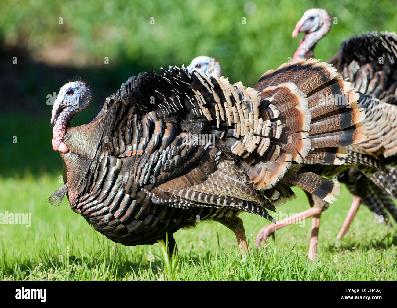 Maschio il tacchino selvatico (Meleagris gallopavo), Sierra Foothills, California Foto Stock