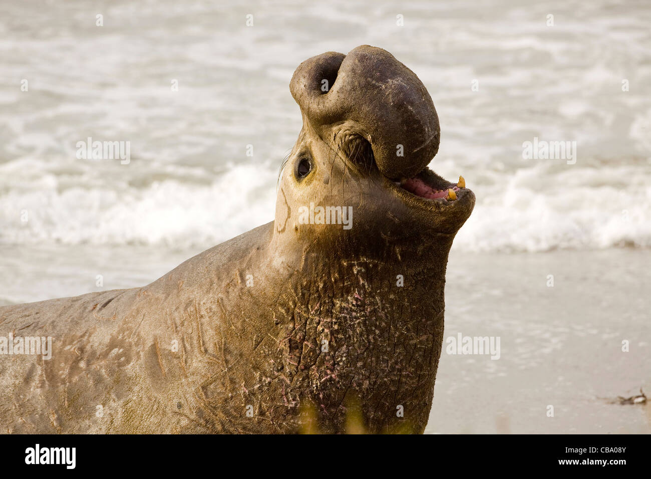 Un maschio di guarnizione di elefante sulla costa di PIEDRAS BLANCAS, California. Foto Stock