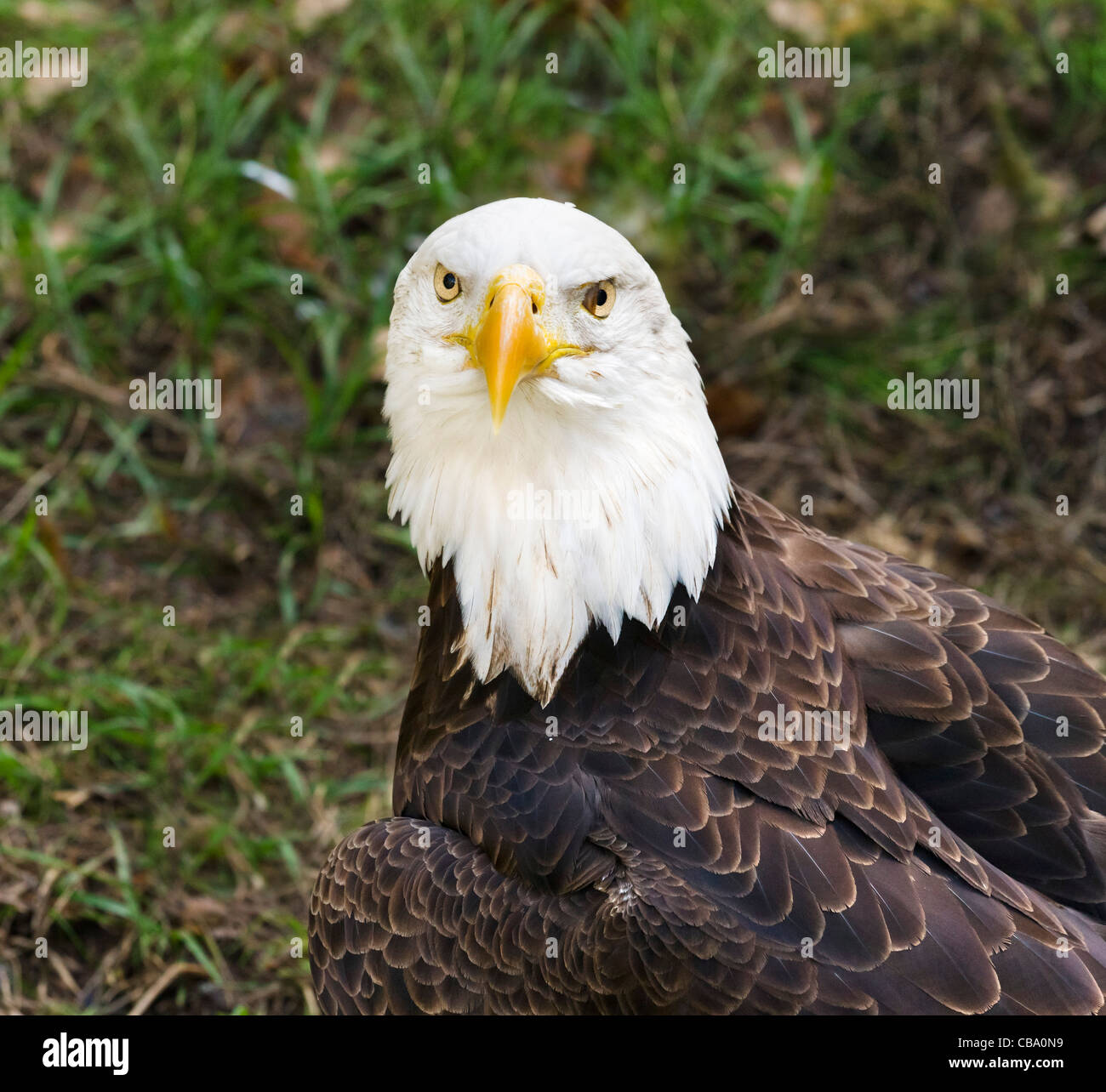 Aquila calva (Haliaeetus leucocephalus), Homosassa Springs State Wildlife Park, Homosassa, costa del Golfo della Florida, Stati Uniti d'America Foto Stock