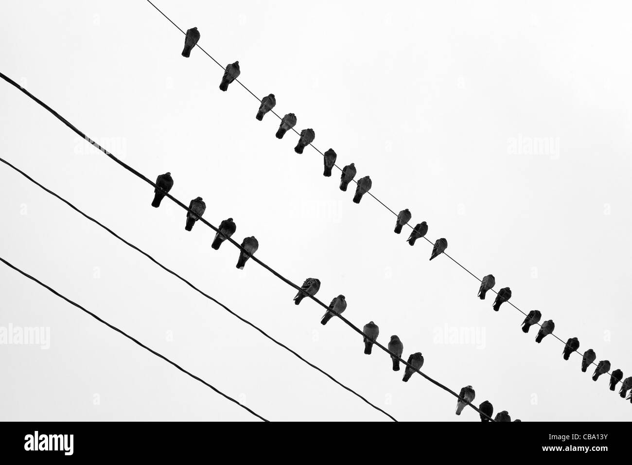 Gli uccelli in appoggio sui fili forma un pattern stagliano contro il cielo. Foto Stock