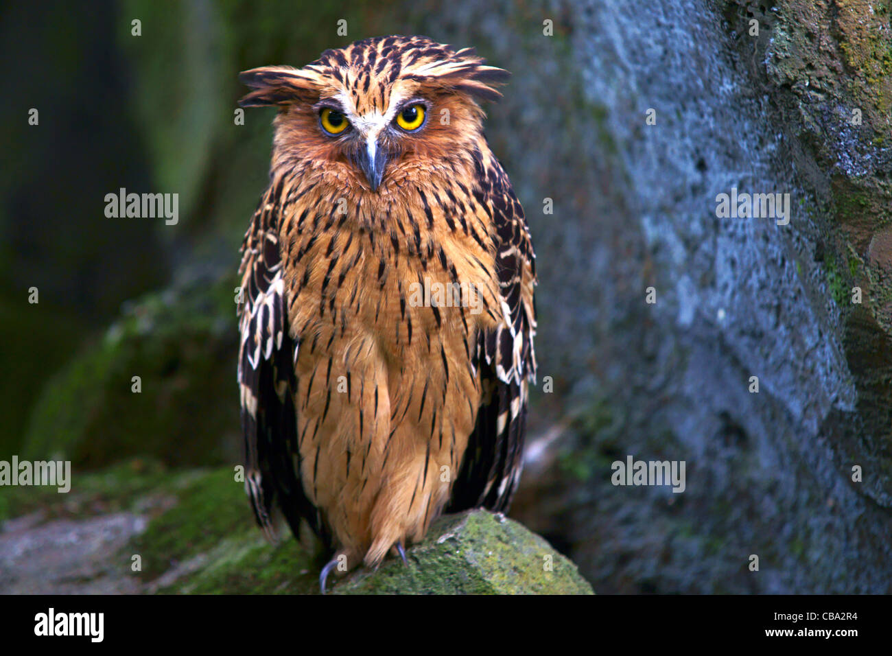 Eurasian Eagle-Owl (Bubo bubo) Foto Stock